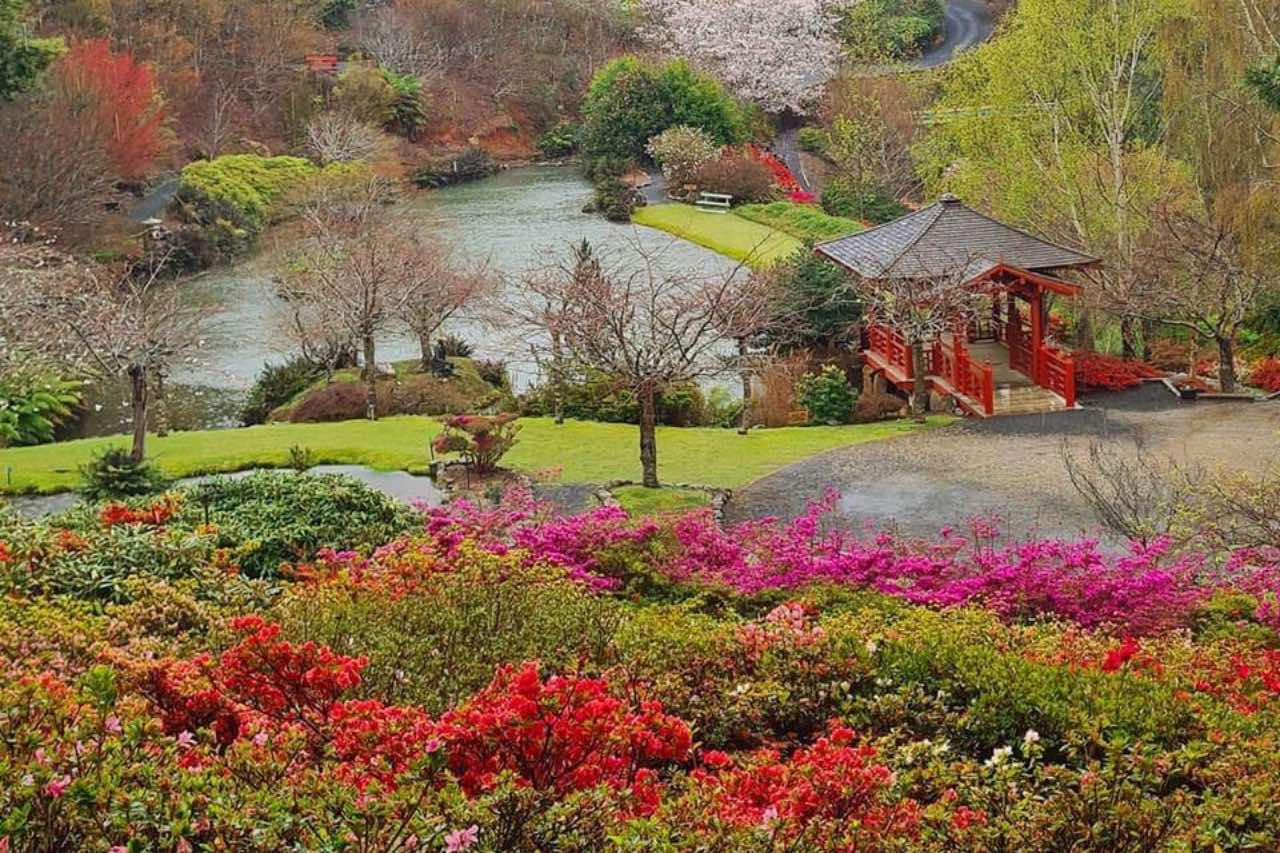 Colourful rhododendrons, lake and Japanese gazebo at Emu Valley Rhododendron Garden