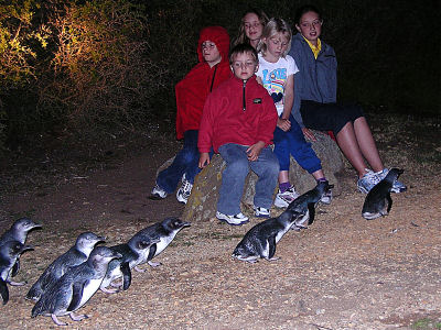 Children watching fairy penguins at night — photo credit: Low Head Penguin Tours